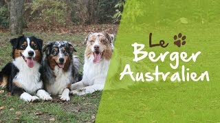 Le Berger Australien [upl. by Llerej]