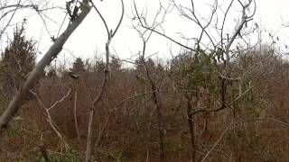 red tail hawk chasing a woodcock [upl. by Loyce]