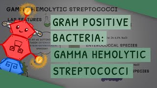 Gamma Hemolytic Streptococci [upl. by Dahlia]