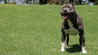 DIESEL DOGS  SOME OF THE FINEST XL PITBULLS YOULL SEE [upl. by Lehsreh]