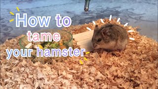 How to tame a dwarf hamster [upl. by Clements]