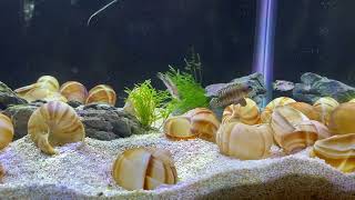 Shell Dwellers sparing behavior “Black Ocellatus” lamprologus speciosus [upl. by Anyak]