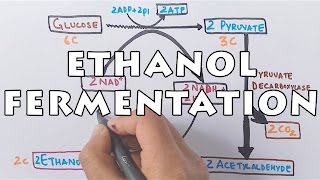 Ethanol Fermentation  Process of Alcohol Formation [upl. by Aelat460]