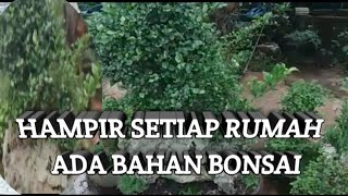 Kampung Bonsai Boro Kembang  Bonsai tidak terawat [upl. by Veronique88]