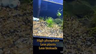 Removing HAIR ALGAEaquariumcleaning hairalgaeplantedaquarium shortsvideo [upl. by Ymirej]