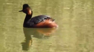 Schwarzhalstaucher Podiceps nigricollis  Wagbachniederung [upl. by Jeffcott]