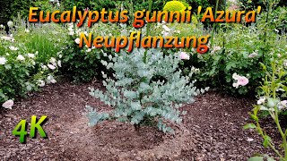 Eucalyptus gunnii Azura  Neupflanzung [upl. by Ahsiekat]