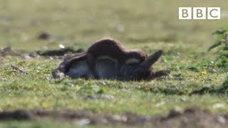 Stoat kills rabbit ten times its size  Life  BBC [upl. by Haggerty]