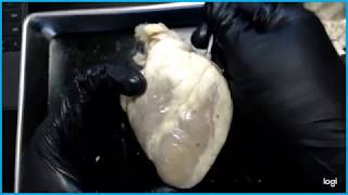 Sheep Heart Dissection Dr Sanchez 2019 [upl. by Nedia]