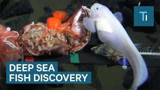 New Deep Sea Fish Has Been Discovered — Everything You Need To Know [upl. by Steffen]