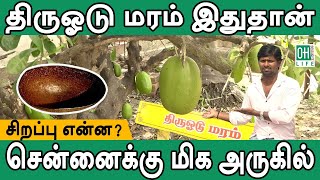 Thiruvodu Tree  திருவோடு மரம் இருக்கும் இடம் [upl. by Ahsrat]