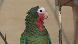 Cuban Parrot ssp leucocephala [upl. by Balfour]