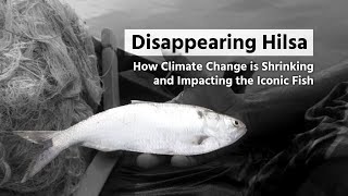 ​Disappearing Hilsa How Climate Change is Shrinking and Impacting the Iconic Fish of Barisal [upl. by Aronaele]