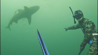 INSANE SHARK ENCOUNTER SPEARFISHING AUSTRALIA [upl. by Stephannie]