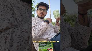 Top 5 Tea plants shorts ytshorts tea chai top5 top10 toptrending [upl. by Onitram759]