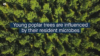 The early life microbial community of young poplar trees strongly influences their metabolism [upl. by Naujled508]