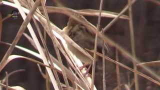 CISTICOLE des Joncs  Cisticola juncidis  En Hiver  BRUITX [upl. by Bakki555]