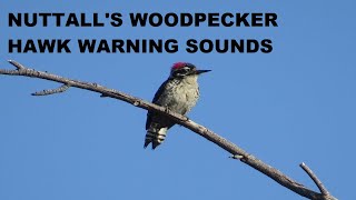 Nuttalls Woodpecker Hawk Warning Call  Hawk Alert Sound  Hawk Alarm  Nature Shared [upl. by Seluj304]