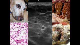 Hepatocutaneous Syndrome in small animals [upl. by Ticon]