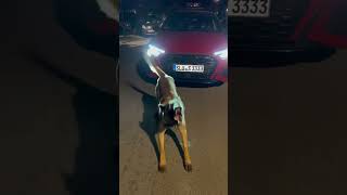 Belgian malinois and the Audi s3 2022 🐕 🧨💨 zinobwoy ✨ belgianmalinois car dog audi [upl. by Naired]