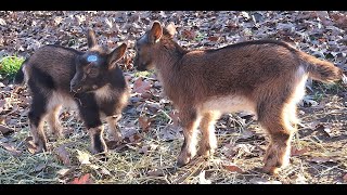 Retained Goat Placenta at Kidding Time What to do amp not do [upl. by Cleveland]