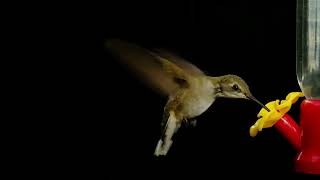 Black Chinned Hummingbirds 4x Slow Motion [upl. by Ikcin997]