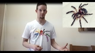 Unboxing Typhochlaena seladonia my rarest spider amp Heteropoda davidbowie [upl. by Siegfried]