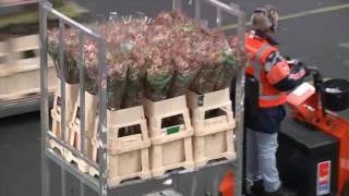 FloraHolland Aalsmeer Flower Auction  Starring Bri [upl. by Bernelle]