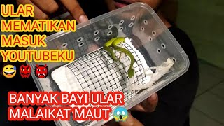 BAYI ULAR VIPER TRIMERESURUS ALBOLABRIS HASIL TERNAK RUMAHAN SENDIRI ft GUBUK SATWA [upl. by Vitus650]