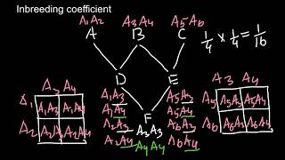 Inbreeding Coefficient explained  3 [upl. by Comyns281]