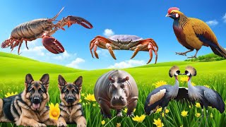 Wild Animal Sounds In Nature Giraffe Bear Kangaroo Chicken Cuckoo Puma  Animal Moments [upl. by Donnelly548]