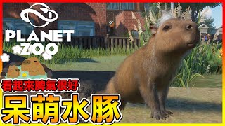 呆萌＂水豚君＂登場！園區直接被遊客塞爆😂【動物園之星 Planet Zoo】46 [upl. by Aylad]