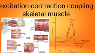 mucle excitation contraction couplingphysiology lecture 7 [upl. by Crista]