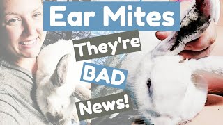 Treating a BAD CASE of EAR MITES before its too late  Treating Ear Mites on Rabbits [upl. by Anillehs]