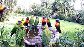 Australian Cheeky Lorikeets in Bath [upl. by Granoff]