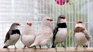 Diamond Firetail Finches [upl. by Dnilasor]