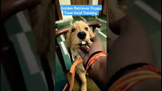 Golden Retriever Puppy Treat Hold Training session 421 shorts [upl. by Tihom]