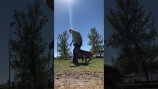 Having fun with my young Malinois time to start dialing in malinoispower obedience sportdog [upl. by Scharaga]