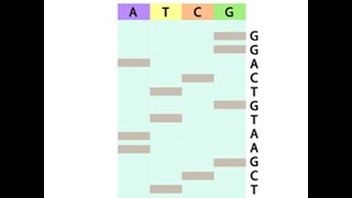 Sanger Sequencing Simulation Walk Through [upl. by Llemrej]