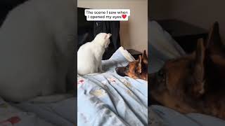 Lovingcaring and adorable moment I captured when I opened mu eyescat dog shorts youtubeshorts [upl. by Gwen946]