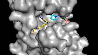 Competitive inhibition of Dihydrofolate reductase by Methotrexate [upl. by Votaw]