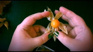 ASMR VIDEO ШУРШУ ФИЗАЛИСОМ АСМР ВИДЕО НА КАНАЛЕ ASMARIA ASMR PHYSALIS EATING [upl. by Ringsmuth]