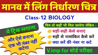 Class 12 Biology मानव में लिंग निर्धारण का आरेख चित्र  manav mein ling nirdharan ka namankit chitra [upl. by Noremac]