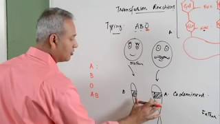 Blood Transfusion Reaction Part 13 Hematology [upl. by Nameloc435]