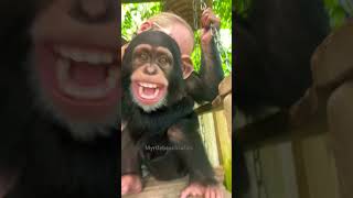 chimpanzees have the same types of smiles as humans when laughing and playing ☮️❤️ chimp cute [upl. by Terchie648]