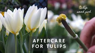 How I lift amp store Spring bulbs 🌷 how to get your Tulips Daffodils amp Hyacinths to bloom again ✂️ [upl. by Maximo]