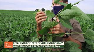 Como aumentar a produtividade da soja  DICAS NA AGRICULTURA [upl. by Telocin]