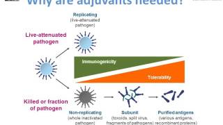 Antigens adjuvants and excipients  M Pfleiderer [upl. by Ahseinek901]