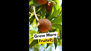 This khaad will make your sapodilla chiku tree full of fruits 🪴🌳cheeku fruits [upl. by Romeon]