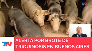 SALUD I Alerta por brote de triquinosis en 21 municipios bonaerenses [upl. by Gyatt767]